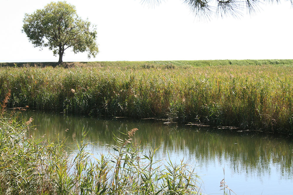 Sito naturalistico del parco della Cavana a Monfalcone Oasi naturalistica della Cavana a Monfalcone